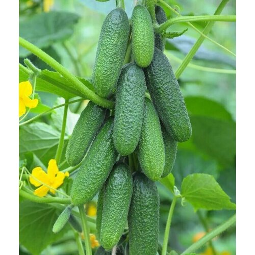 ������ ������ ������������� ������ ������ F1 ����� ����