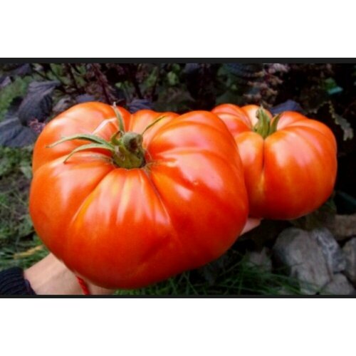 ������ ������ ������������� ������ ������ ���������� ������� ����