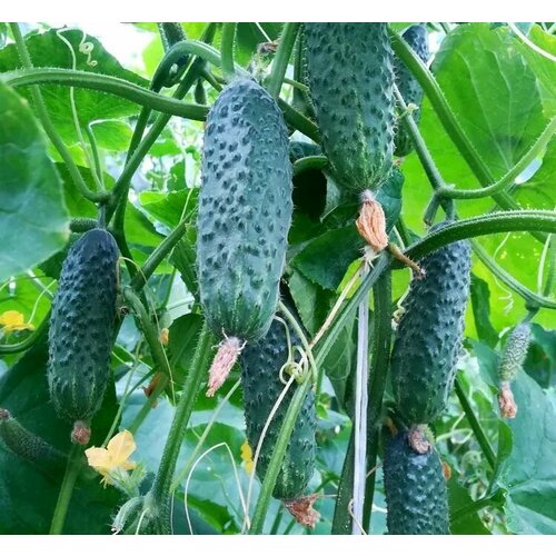 ������ ������ ������������� ������ ������ ���� F1 ����