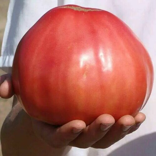 ������ ������ ������������� ������ ������ ����� ������ ������ ����