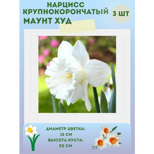 ������ ������ ������� ����� ���, ����������� �����, �������� 3 �� ����