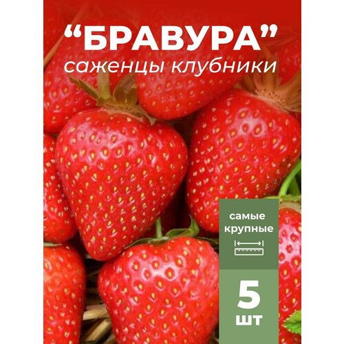 ������ ������ �������� ����� ������������� �������, �������/��������� �������� 5 �� ����