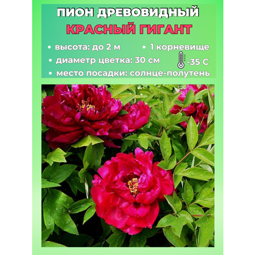 ������ ������ ���� ����������� ������� ������, ������� 1 ����� ����