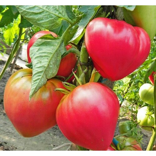 ������ ������ ������������� ������ ������ ���������� ������� ����