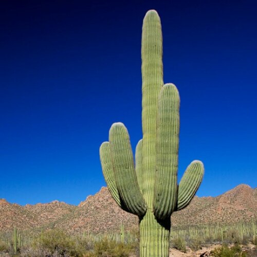 ������ ������ ������ ������ ������ ������ ����������, ��������, Carnegiea gigantea 10 ��. ����