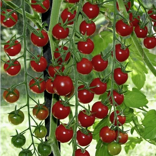 ������ ������ ������������� ������ ������ ����� ������� 100 ����