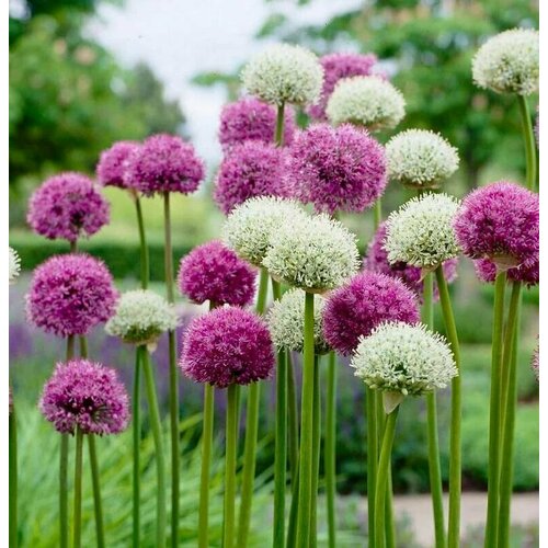 ������ ������ ������������� ������ ���� ����� ������� ����