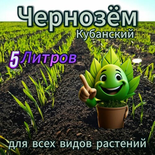 ������ ������ ������� ����� 5 ������ ����