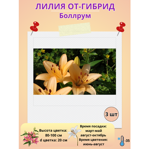 ������ ������ �������� ����� ��-������ �������, ����������� ����� ����
