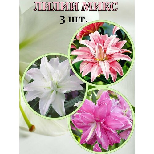 ������ ������ ����� ����, 3 ����� ����