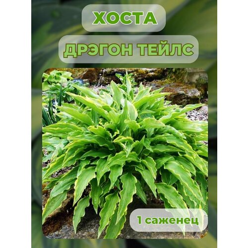 ������ ������ ����� �������, ����� ��������� 1 ����� ����