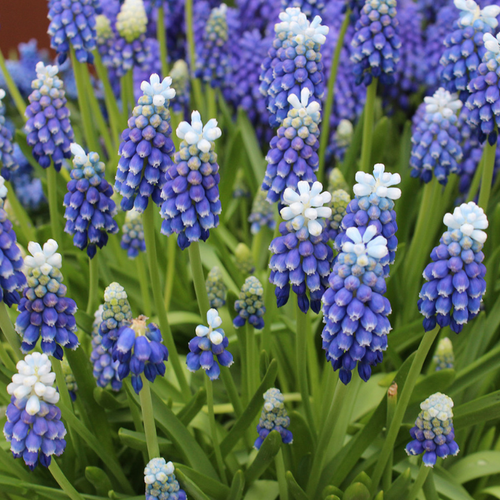 ������ ������ �������� ������� TOUCH OF SNOW ( 10 �� ) ����