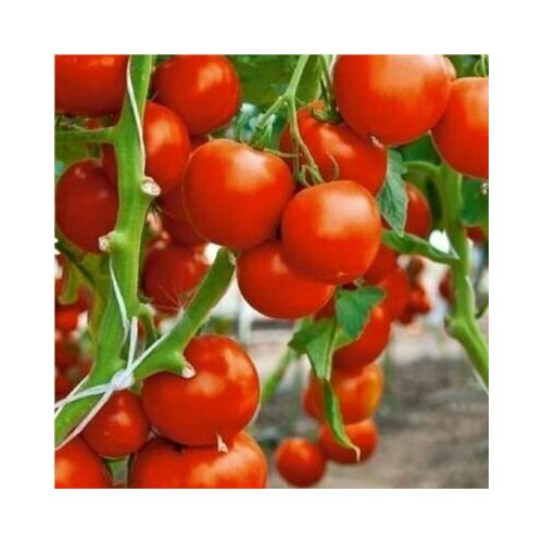 ������ ������ ������������� ������ ������ �������� ������ ����