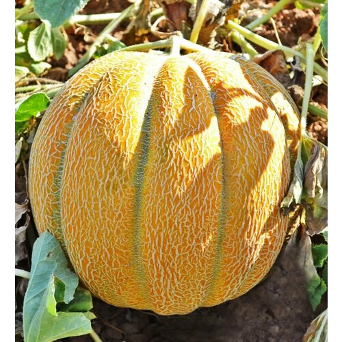 ������ ������ ������������� ������ ���� ������� ����