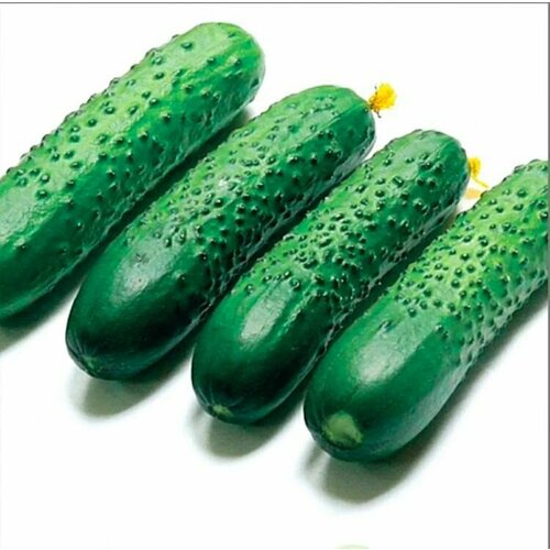 ������ ������ ������������� ������ ������ ����� F1. ����