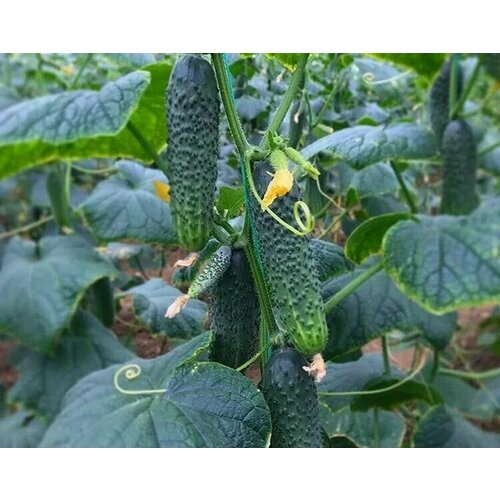 ������ ������ ������������� ������ ������ ����� F1 ����