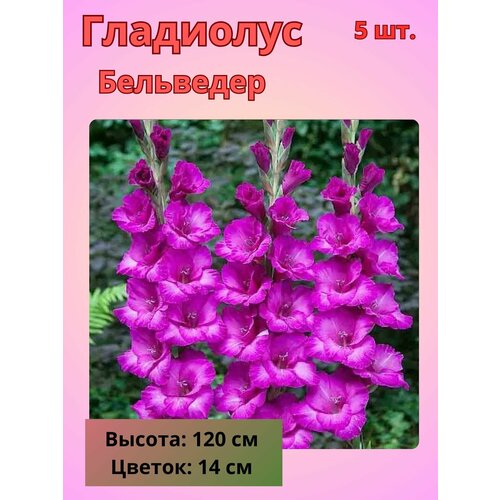 ������ ������ ��������� ��������������� ���������, �������� ���������� ����