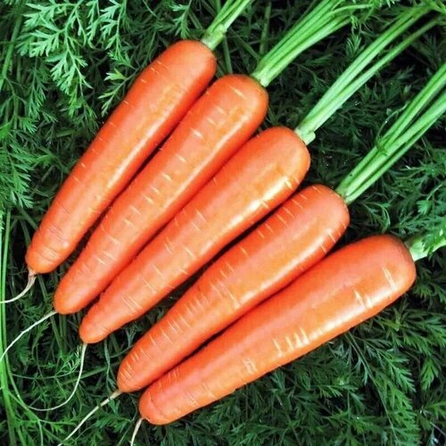 ������ ������ ������������� ������ ������� ������� ����