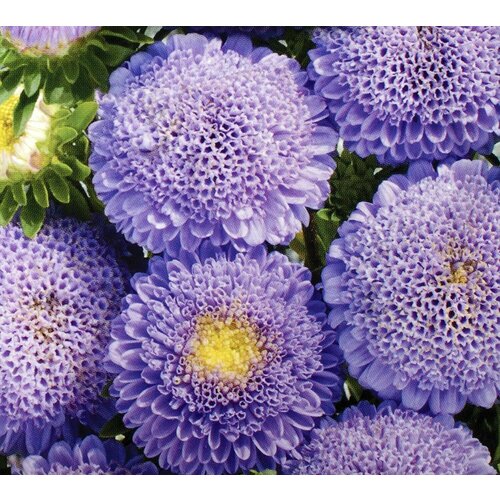 ������ ������ ������ ��� ����� ����� �������� �����, 105 �� ����