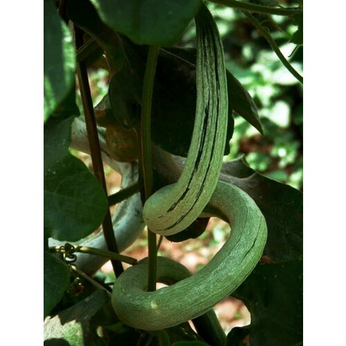 ������ ������ ������ ��������� ���������� (Trichosanthes cucumerina), 4 ���� ����