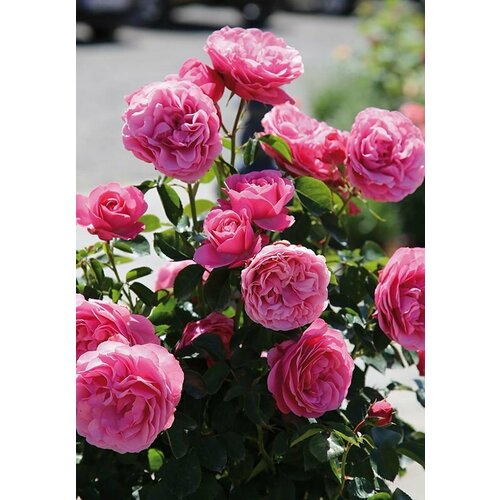 ������ ������ ���� ���������� �������� �� ����� 2 �� ����