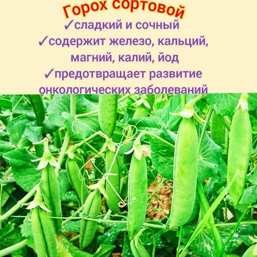 ������ ������ ����� �������� ����� 3�1 �����, �������� (�����), �����, 30��, ��� ���� ����