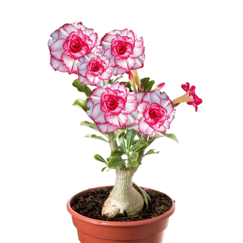 ������ ������ ������������ ������ ������� �������� 3 ��. ����