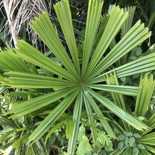 ������ ������ ������� ������� Licuala spinosa ������ 5 ���� ����