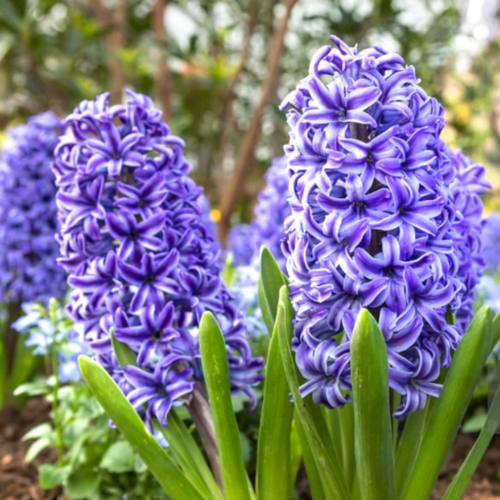 ������ ������ ������� ADRIAN (2 ��������) ����