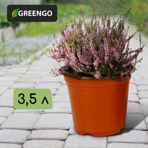 ������ ������ ������ ��� �������, 3,5 �, d = 20,5 ��, h = 17 ��, Greengo ����