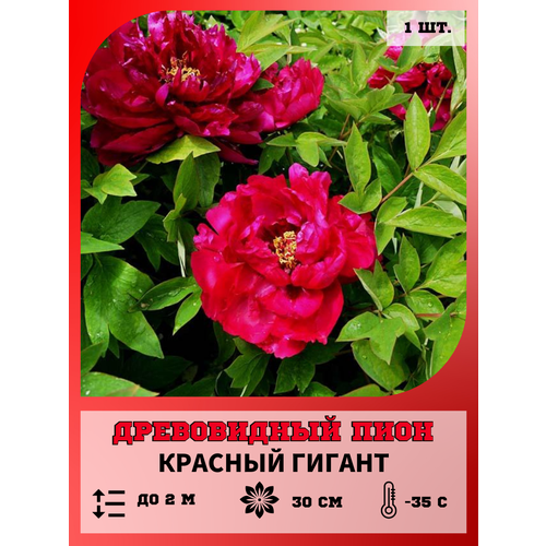 ������ ������ ���� ������� ������, ������� 1 ����� ����