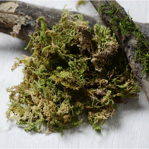 ������ ������ ��� ��� ������ ��������� � �������� ����