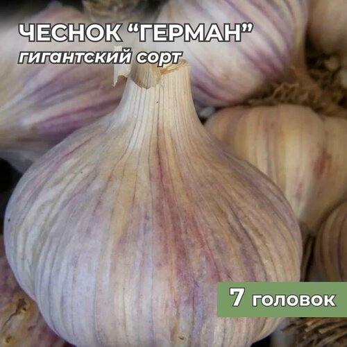 ������ ������ ���������� ������ ������ �� ������� 7 ������� ����