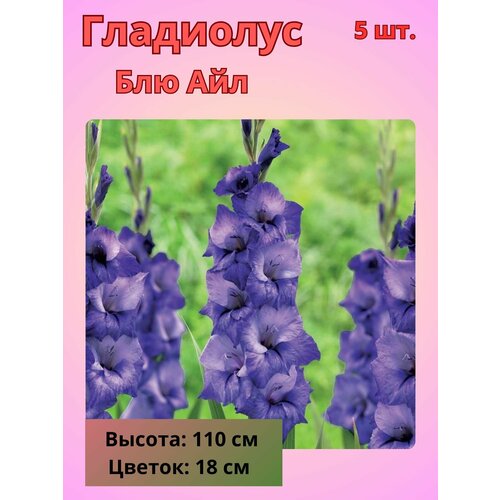 ������ ������ ��������� ��������������� ��� ���, �������� ���������� ����