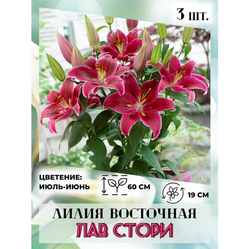 ������ ������ ����� ��������� ��� �����, �������� 3 ����� ����