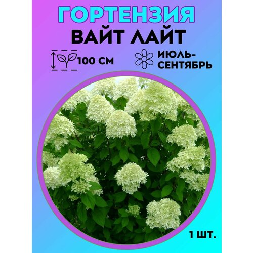 ������ ������ ��������� �����������, ������� 1 ����� ����