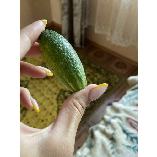 ������ ������ ������������� ������ ������ ������� F1 ����