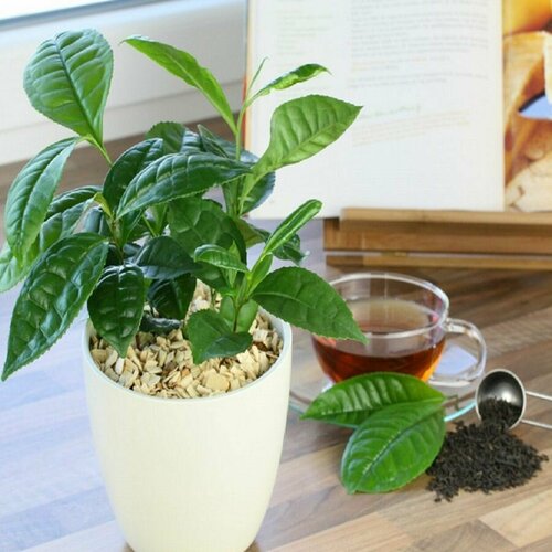 ������ ������ ������ ������, ������� ��������� ���������, ������ ����