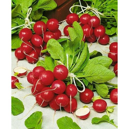 ������ ������ ������������� ������ ������ ������� F1 ����