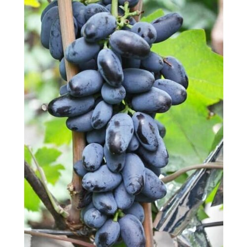 ������ ������ �������� �������� (2 ��) ����