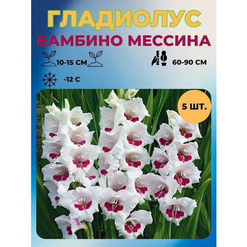 ������ ������ ��������� �������� 5 ��. ����