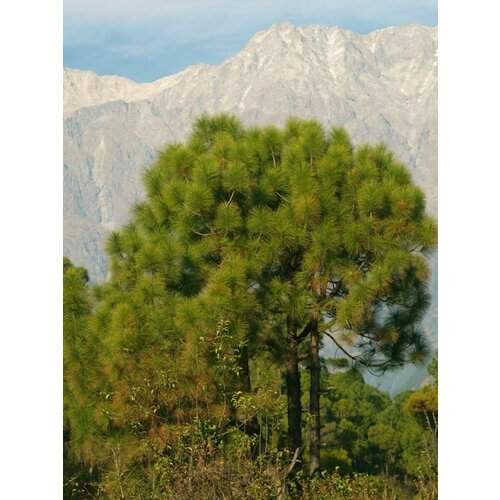 ������ ������ ������ ����� ������������� ��������� (Pinus longifolia roxburghii), 10 ���� ����