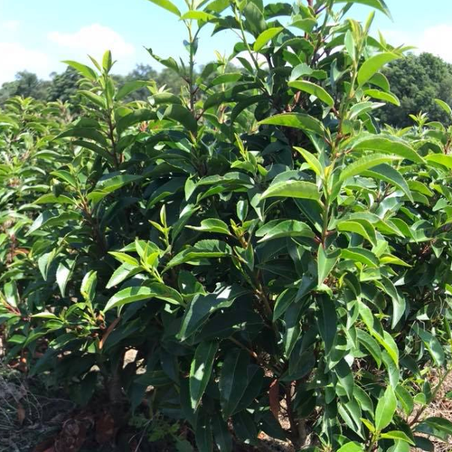 ������ ������ ���������� ������������� ������������ (1 ������� � ������ 15-20 ��). Szkolka roslin A.M (������) ����