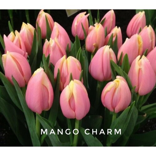 ������ ������ �������� ����������� , �������� ���� MANGO CHARM (4 �����) ����