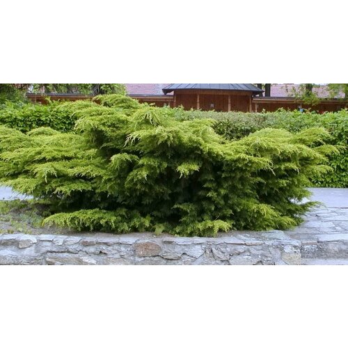 ������ ������ ������������ ������� ����������� ����� ����