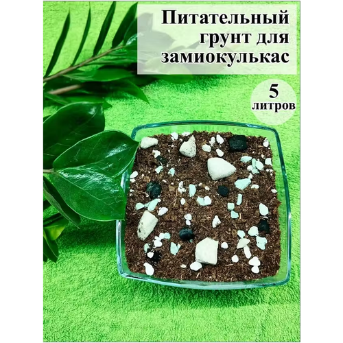 ������ ������ ����� ��� ������������ 5 �. ����