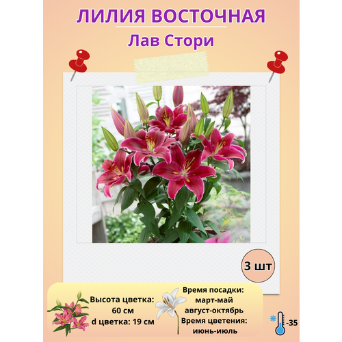 ������ ������ ����� ��������� ��� �����, ����������� ����� ����