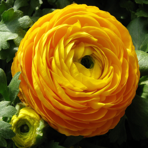 ������ ������ �������� ������, bulbs servise, ���������� ������ (10 ���� ) ����