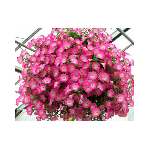 ������ ������ ������ ������ ������� ��������� ����� ������� (5 ��.) ����