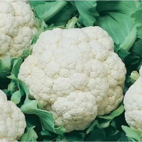 ������ ������ ������������� ������ ������� ������� F1 ������ ����